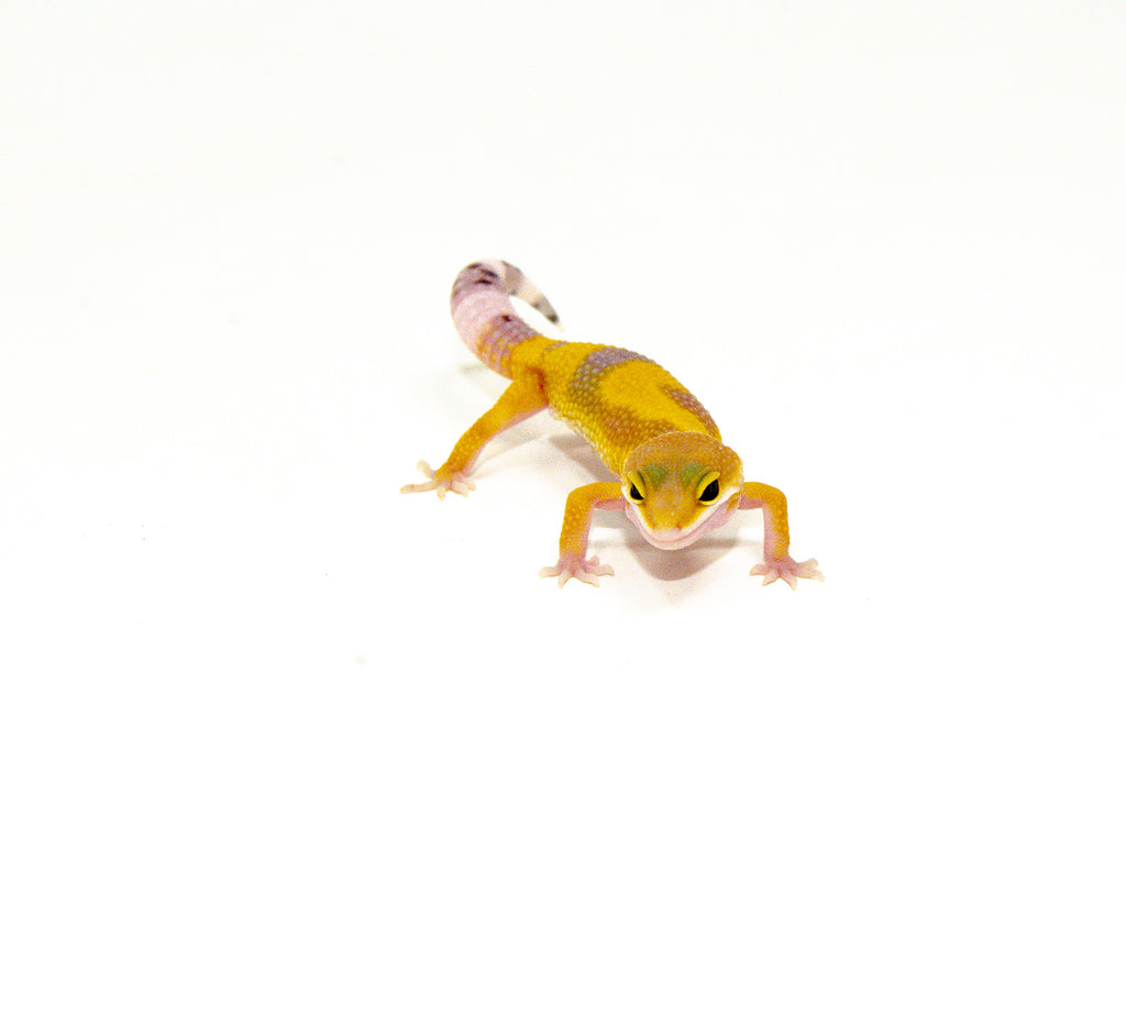 Albino Baby Leopard Geckos